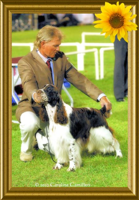 Rheged Springer Spaniels